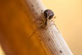 /album/theridiidae/theridion-pictum-okt-fac-jpg/